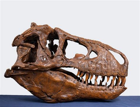 tyrannosaurus rex skull for sale.